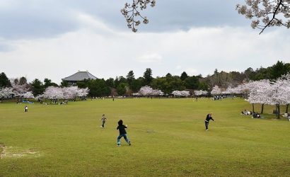 שייט יפן נארה פארק קיוטו